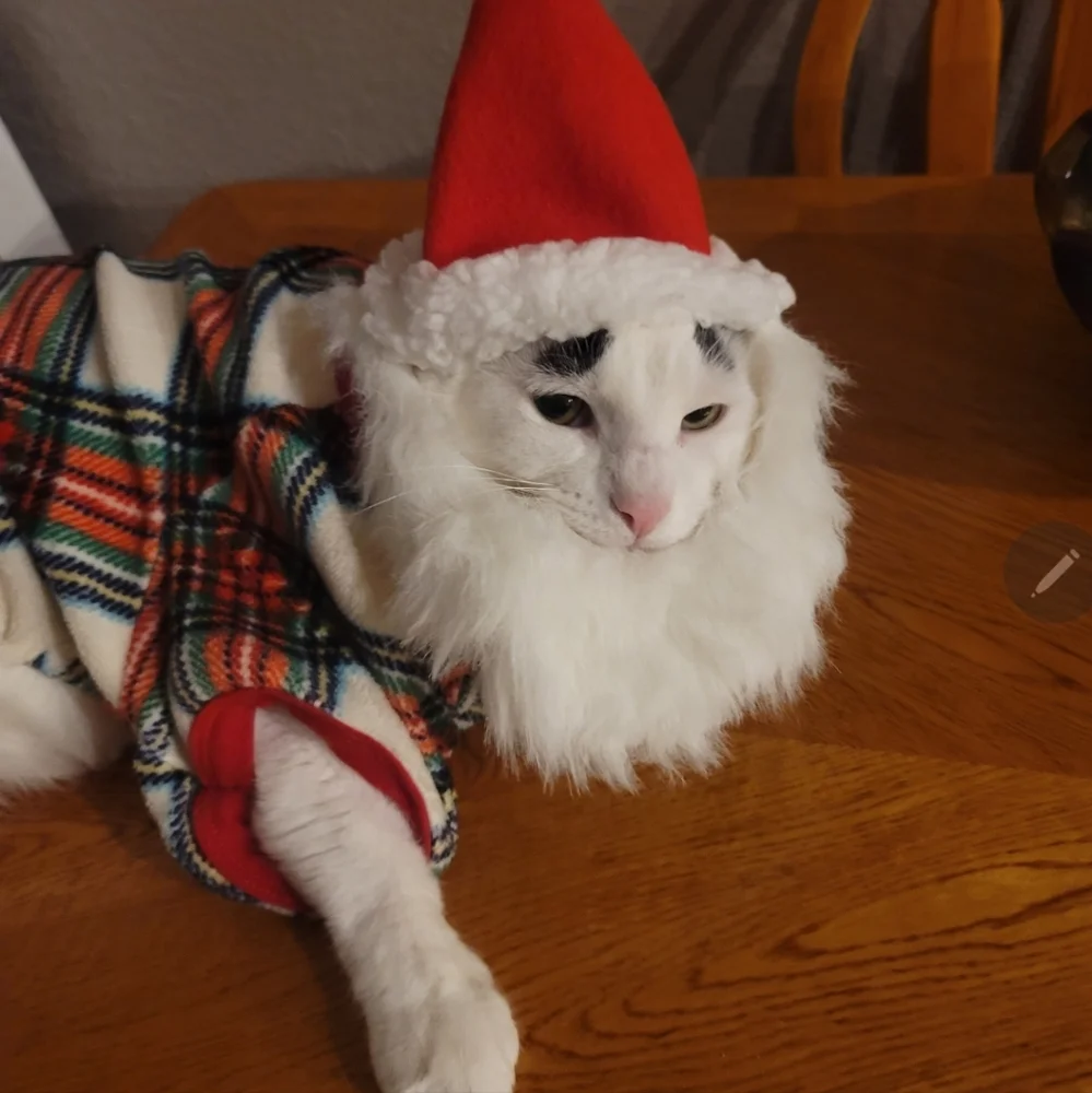Pet Clothes & Accessories